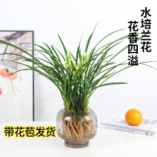 适合水养的花放客厅的绿植兰花家里盆栽植物工位水培家养花卉好养