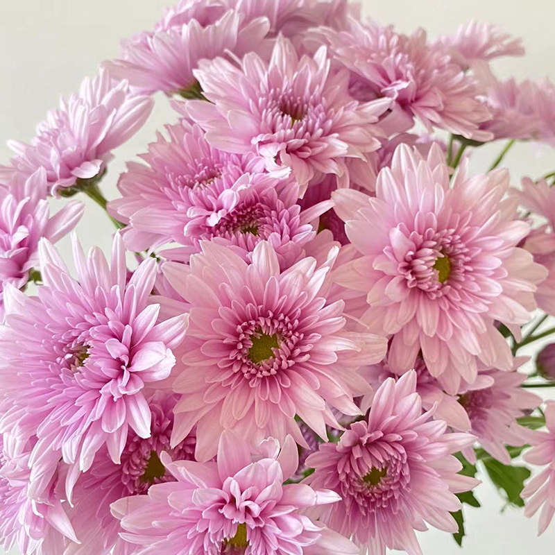 种花王大爷多头切花糖果小菊荷兰盆栽苗花卉植物阳台室内花好养活