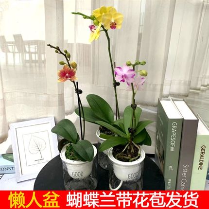 蝴蝶兰带花苞盆栽室内客厅办公桌面花卉四季开花观花年宵耐养植物