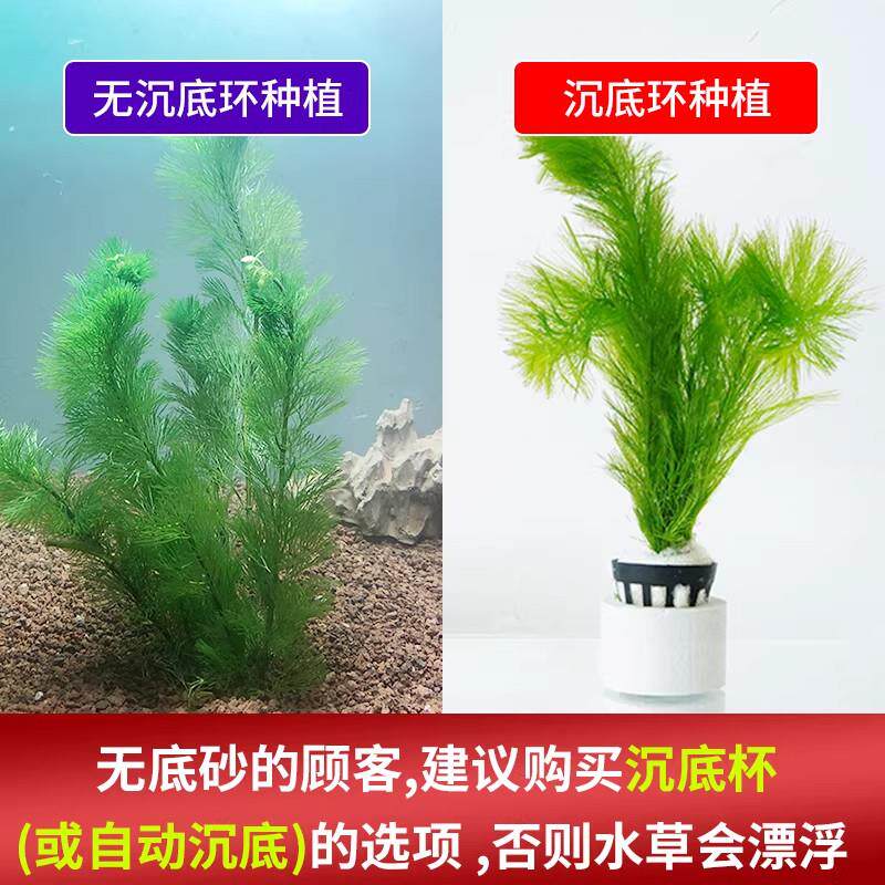 焰手丁香新懒人养鱼后26226景水草草植物火真草鱼缸水草造景鱼草