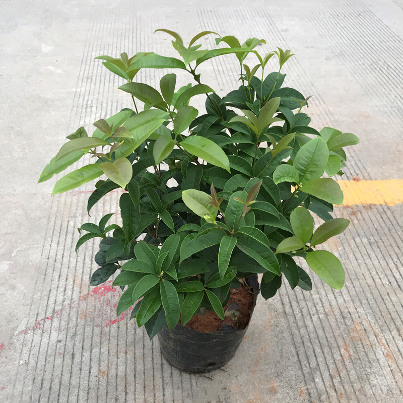 四季桂花 月桂 丹桂 金桂 原土球发货 独杆大苗 多年生木本