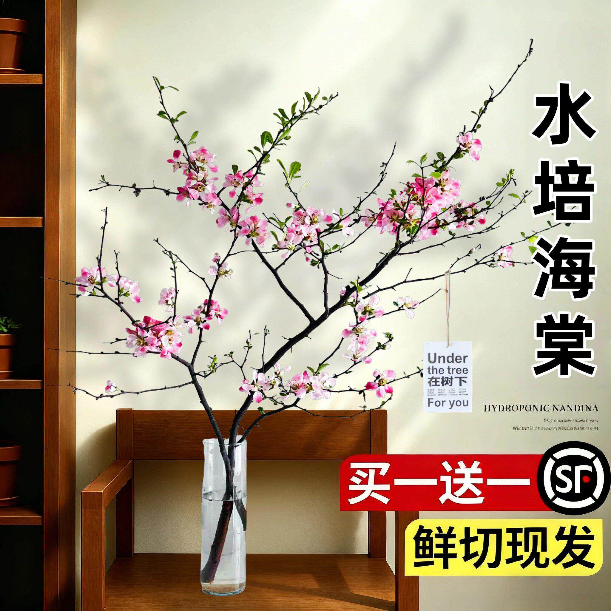 海棠花水培室内遇水开花贴梗西府客厅绿植懒人好养鲜花水养鲜切枝
