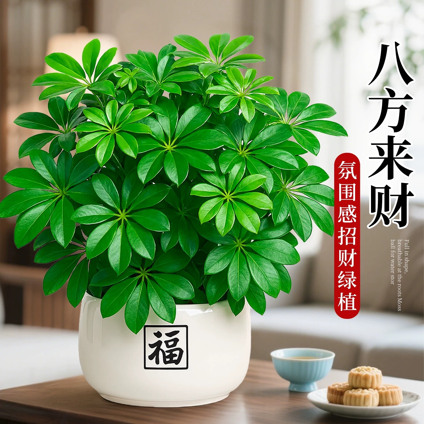 七叶莲四季常青八方来财绿植