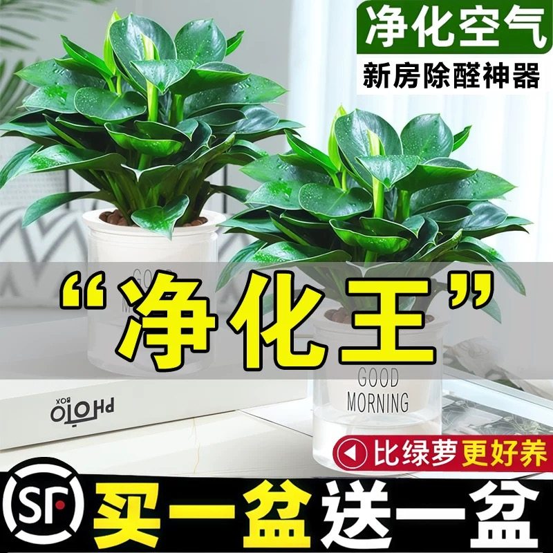 金钻盆栽绿植铂金钻绿萝箩水培植物多肉办公室内桌面懒人好养花卉,鲜花速递/花卉仿真/绿植园艺,绿植,淘宝优惠券,粉丝福利购,淘宝优惠卷