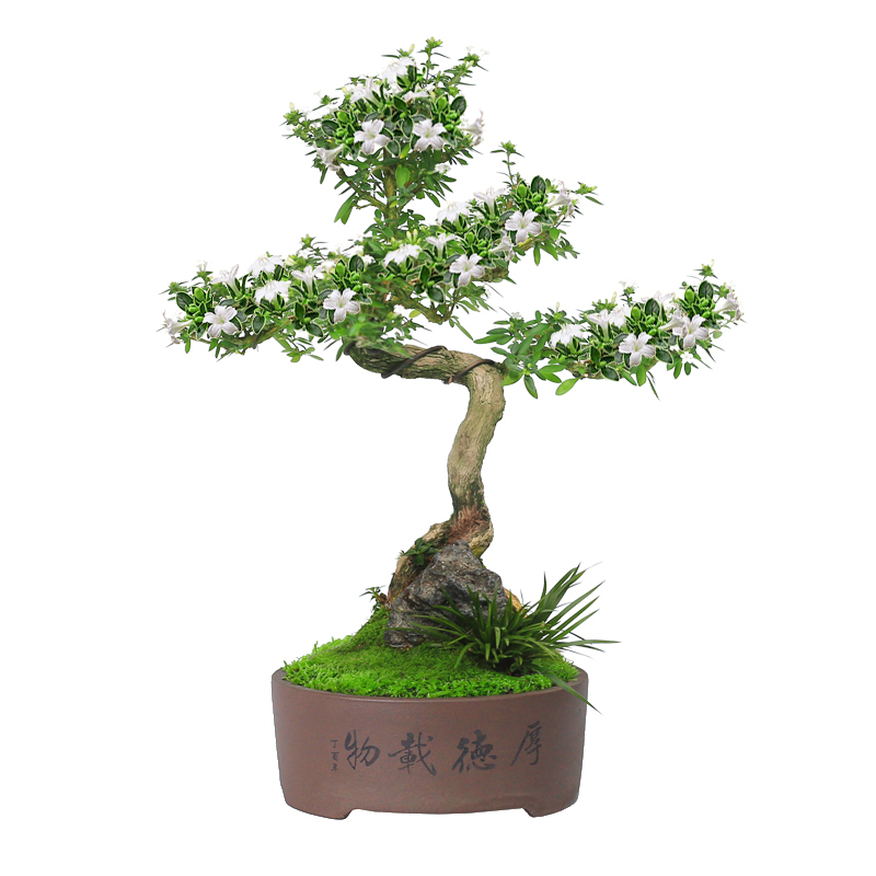 六月雪盆景植物室内阳台好养老桩造型茶室桌面花卉常绿紫砂盆栽