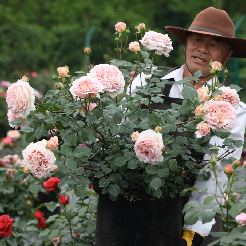 海蒂的花园  果汁阳台龙沙宝石亚伯拉罕月季大苗盆栽花苗阳台花卉