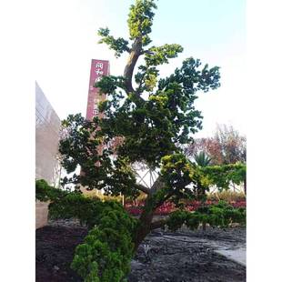 仿真松真树管DEN道装 饰包柱子包水管仿皮树皮室内外挡 饰遮墙面装