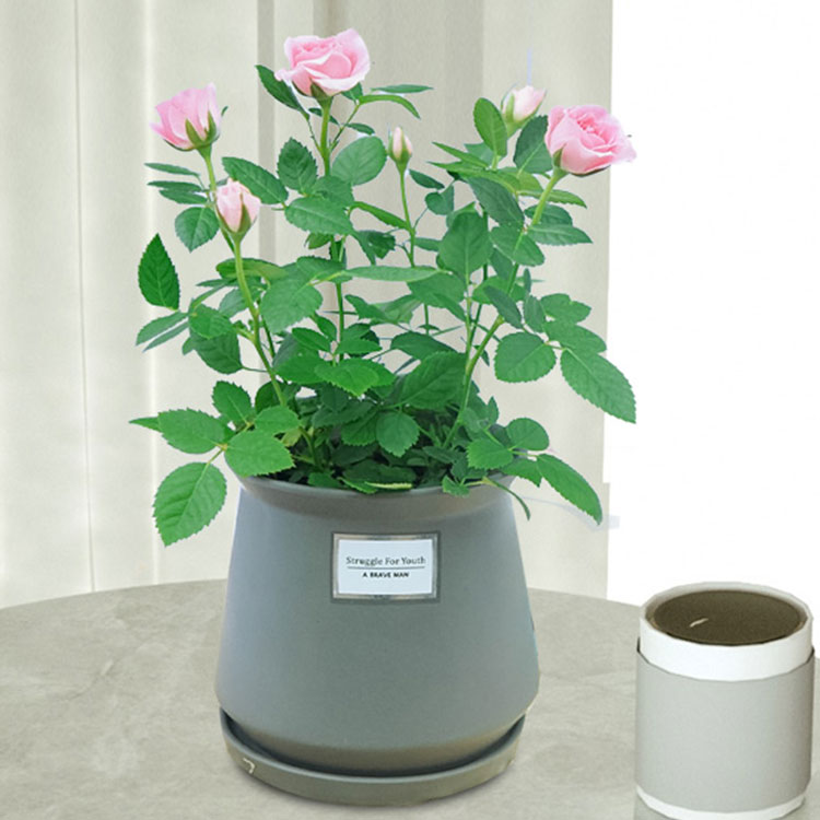 迷你玫瑰月季带花苞浓香小型庭院窗台桌面小盆栽花卉室内阳台植物