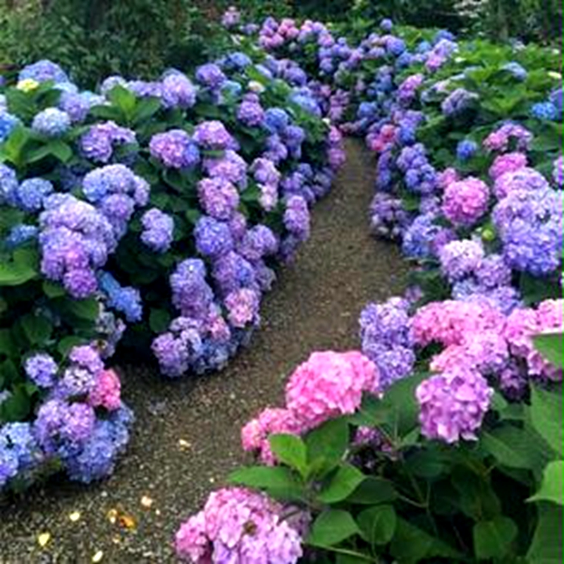 绣球花苗盆栽带花无尽夏八仙花绣球花大苗地栽老桩花卉植物室内花