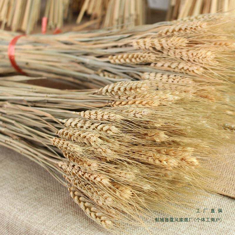 天然小麦干原色麦大麦拍摄影道具花束装花照饰客厅摆件F98JS6S6拍