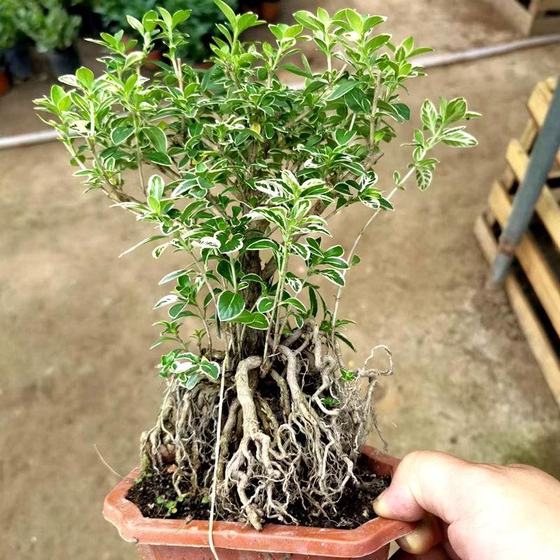 提根六月雪小盆景 老桩金边六月雪小苗 室内客厅植物盆栽树桩盆景