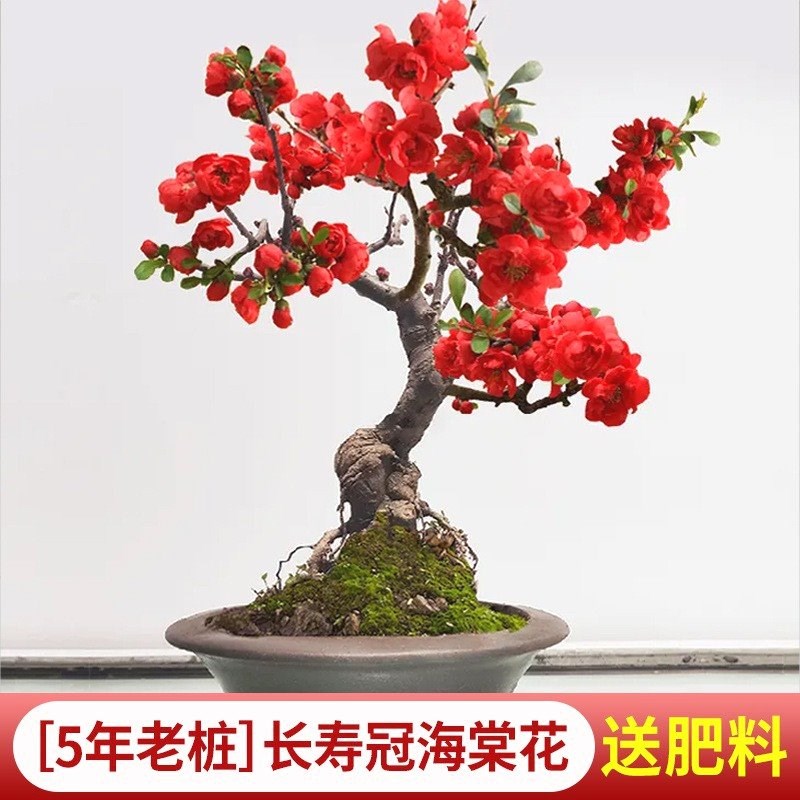 垂丝海棠花盆栽年花好养活室内绿植物鲜花卉盆景开花老桩四季树巧