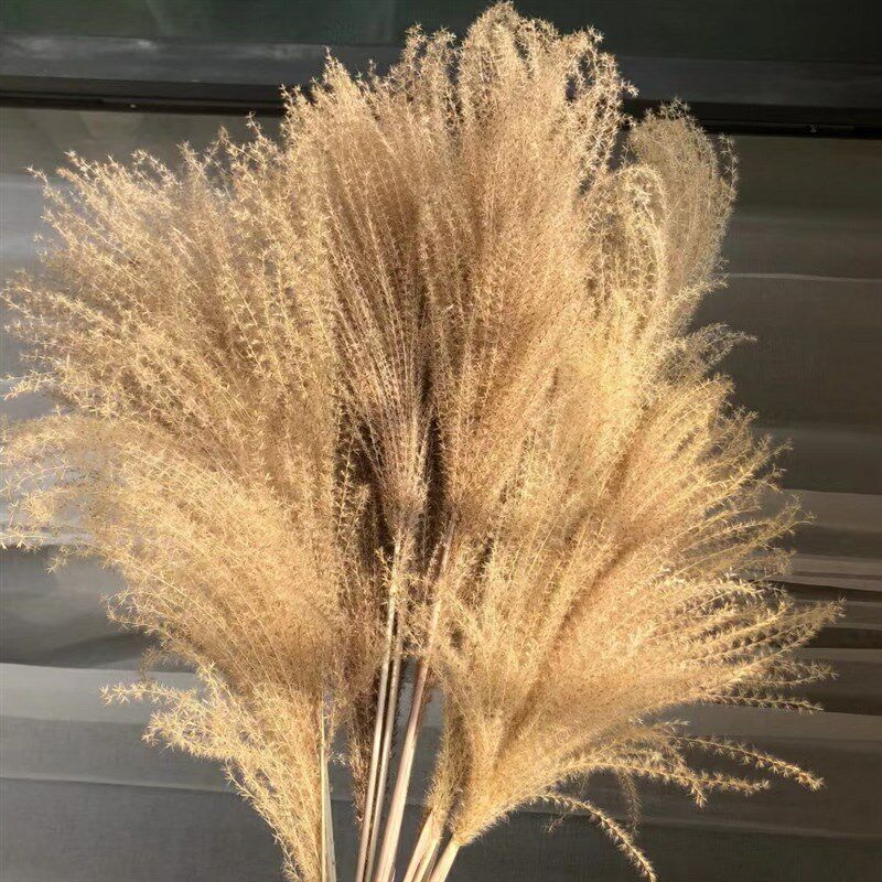 天然芦苇干花10支永生花束橱窗装饰摆件芦苇花拂尘花拍摄婚庆道具