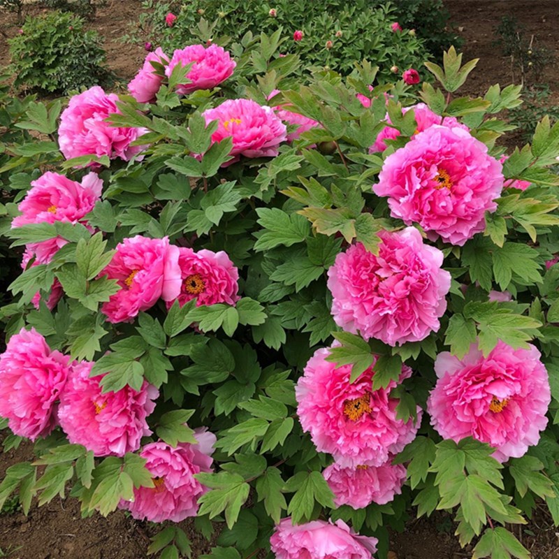 精品多分枝牡丹花苗盆栽 耐寒 大花浓香 阳台庭院客厅花卉植物