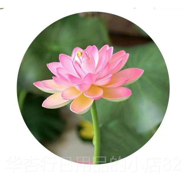 正品江南可荷采花表演服装女儿童古舞鱼玩荷叶池荷花荷叶练习子典