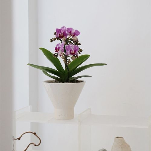 植物私生活 小美人迷你蝴蝶兰室内桌面茶几耐养开花年宵花盆栽