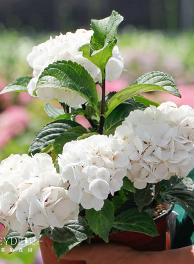海蒂的花园 黑金刚白色大花绣球新品分枝好阳台庭院盆栽花卉植物