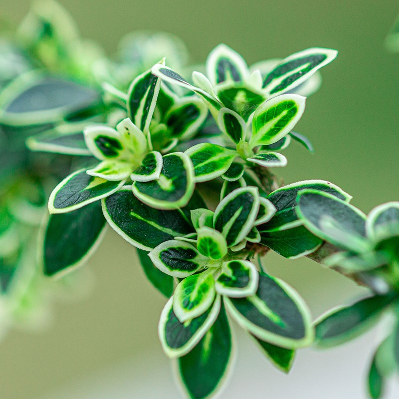 金边六月雪盆栽植物花卉室内客厅办公室桌面小绿植适合懒人养的花