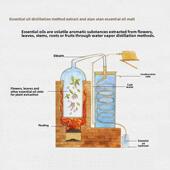 高档德国洋甘香精油舒缓敏感络菊1经00ml去除红肿薰按摩单一精油