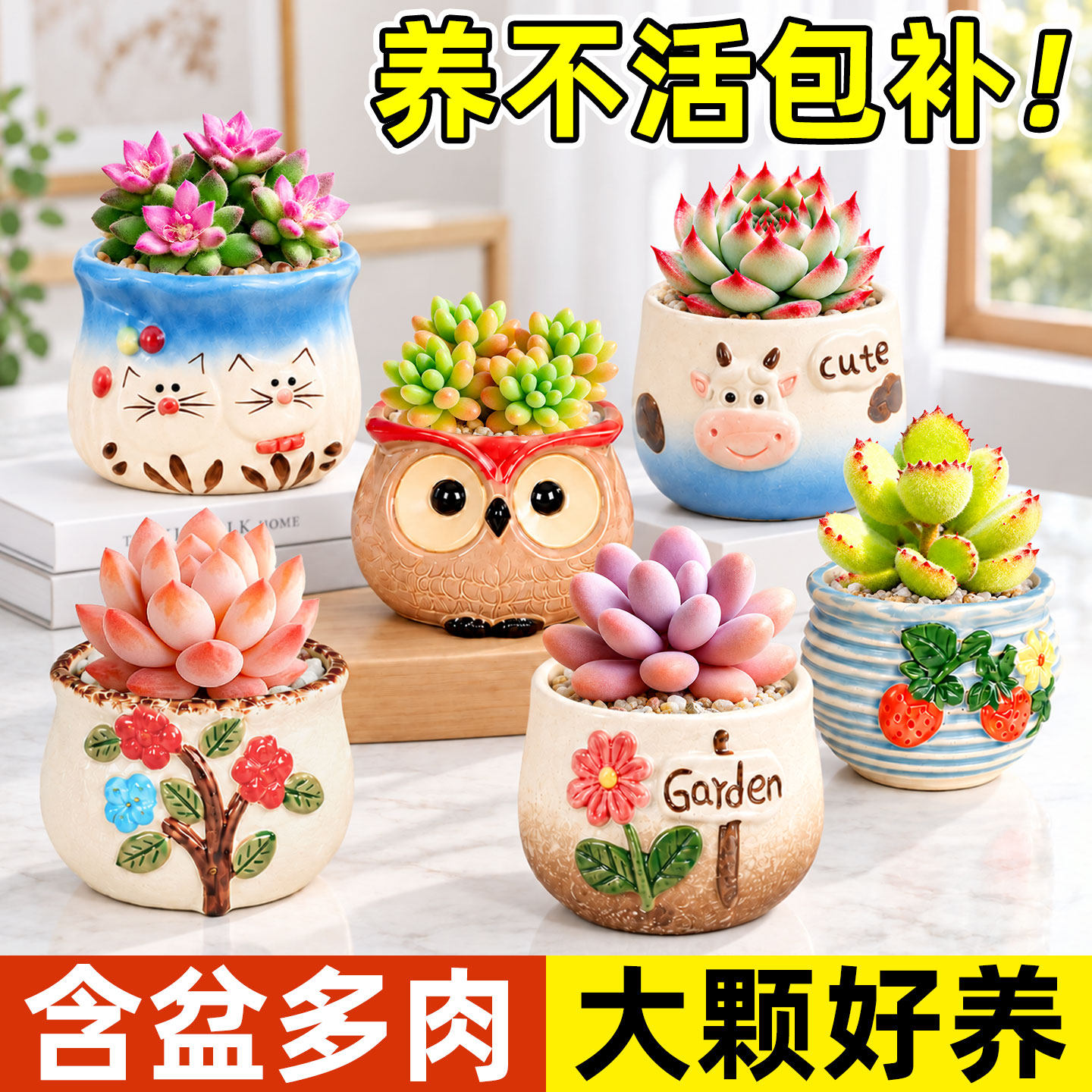 多肉植物小盆栽组合室内幼儿园花卉办公室桌面老桩大颗带花盆绿植