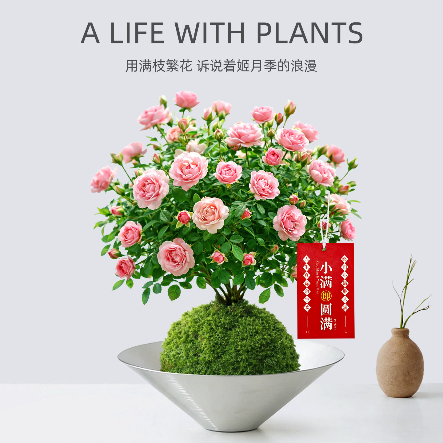姬月季水培苔藓球植物花卉盆景小盆栽室内桌面客厅绿植摆件好养活