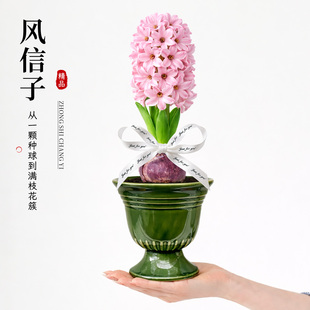 风信子带花苞室内阳台办公室桌面土培盆栽绿植耐寒植物花新手好养