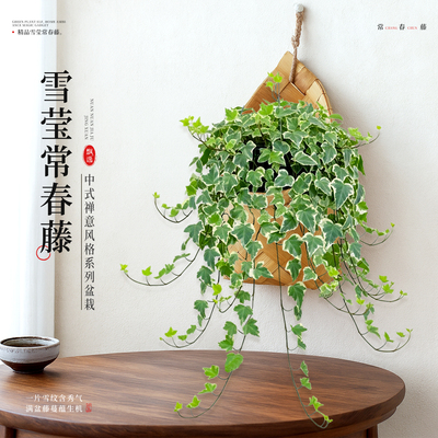 家庭氛围感装饰绿植|常春藤盆栽