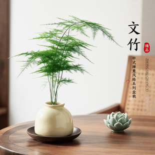 文竹盆栽水培植物小盆景精品高档办公室茶室桌面绿植花卉四季好养