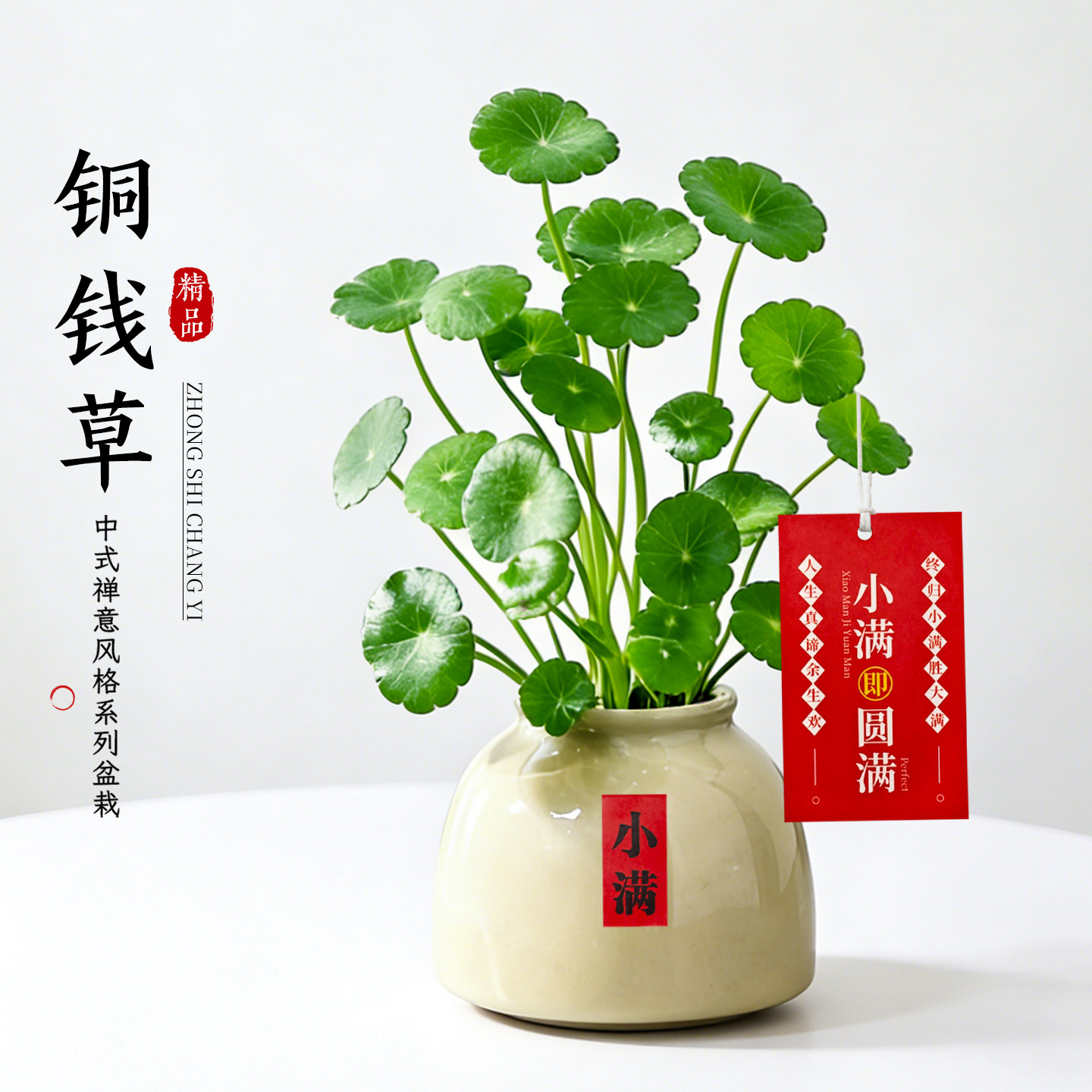 铜钱草小盆栽客厅茶桌办公室桌面绿植金钱草水培植物招财摆件好养