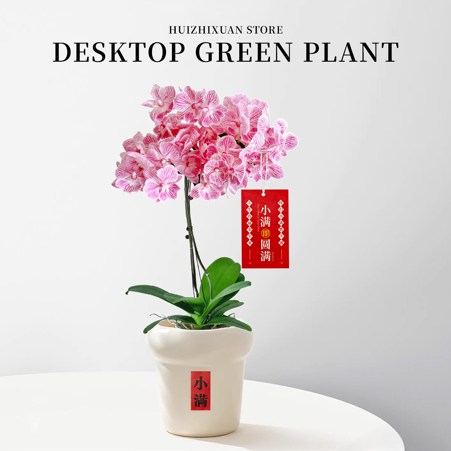 兰花蝴蝶兰花卉盆栽高级精品带花箭精致名贵盆景室内客厅阳台好养