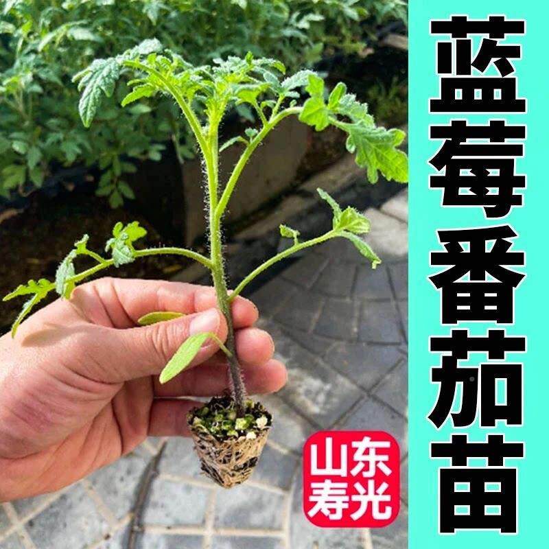 【03848光正版蓝院莓寿番茄苗】高产弹糖水炸带土发货适阳台小种