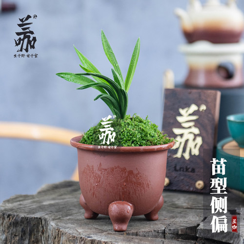 翁源兰花精致小巧矮种宽叶春兰醉红荷瓣兰花草茶桌兰送礼绿植花卉