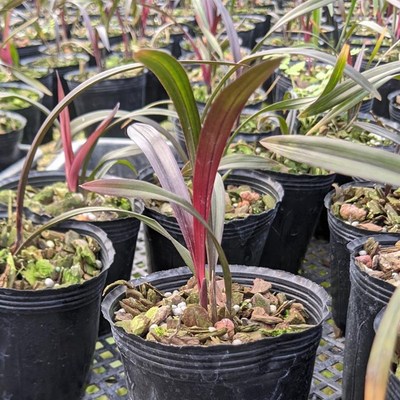 建兰名品贵 开红草红荷 名兰花 新芽红鲜红 花 色荷瓣花 绿植盆