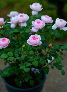 欧月灌木月季瑞典女王浓香灌木花卉植物庭院玫瑰盆栽四季观花易活