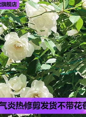 藤冰山月季白色藤本花卉蔷薇花苗带花苞四季开花大苗拱门栅栏爬藤