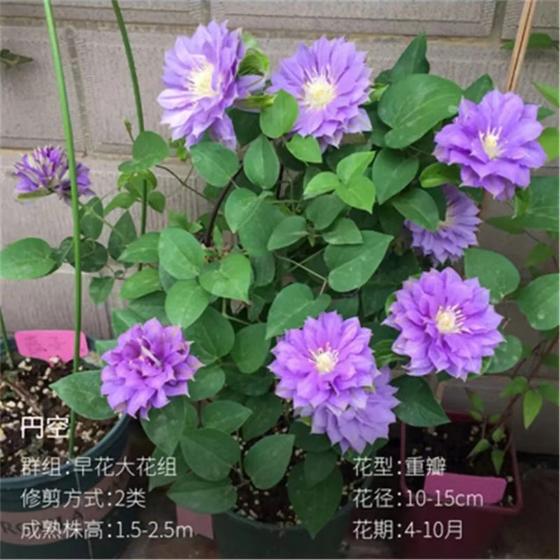 【円空】1.5加仑铁线莲阳台庭院地载盆栽爬藤花卉植物四季开花