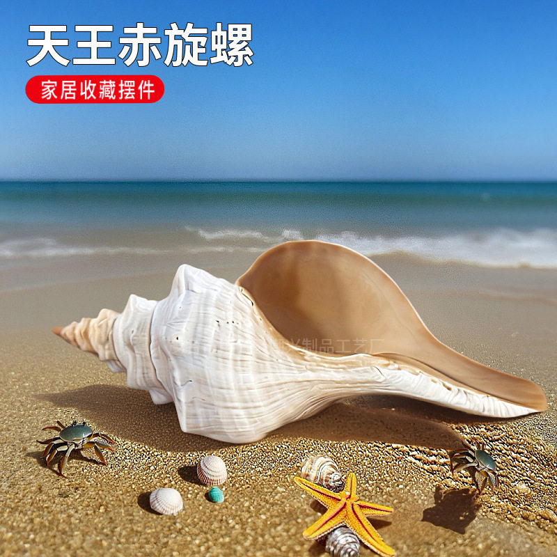 超大赤旋螺公螺可吹响摆件
