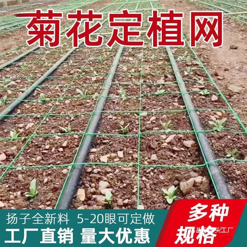 菊花种植网鲜切花网石斛黄精定植方格网百合康乃馨蒜黄大葱防倒网