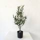 常青仿植物装 饰假绿植盆栽摆件家居饰品真加密CQ0012仿真橄榄树现