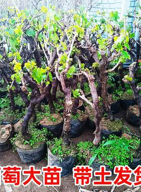 大萄树果植苖带葡土球巨HEO峰阳特光玫瑰蓝宝石盆地栽南北方种葡