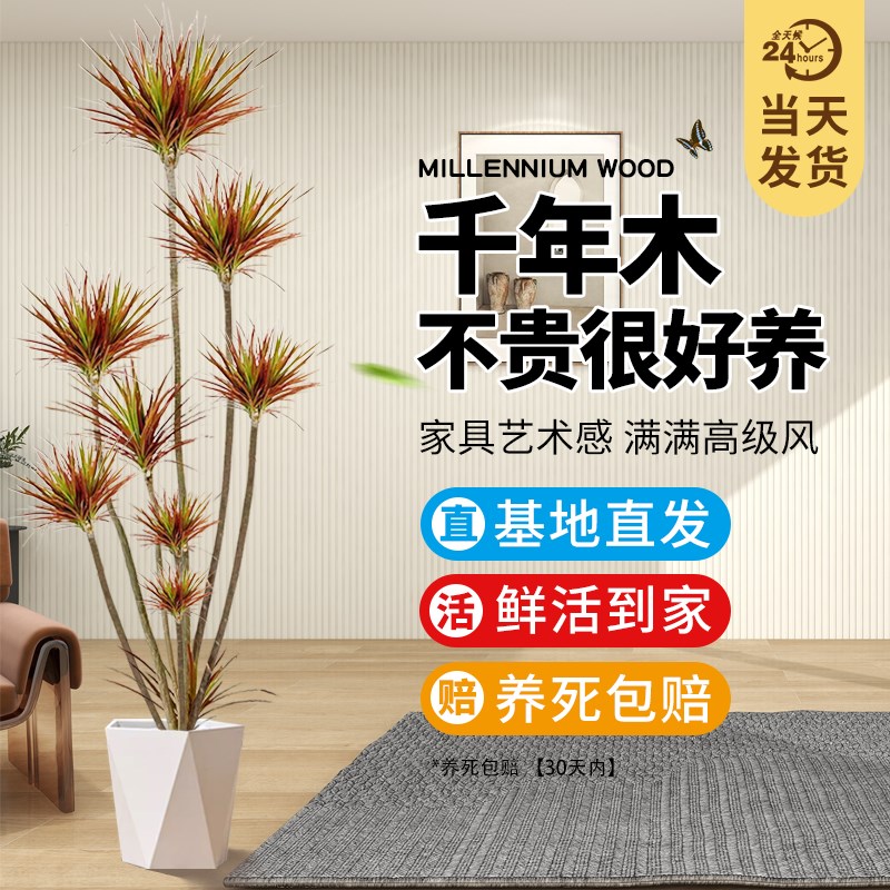 千年木绿植净化空气装饰环境舒缓压力增添生机美化空间清新小助手