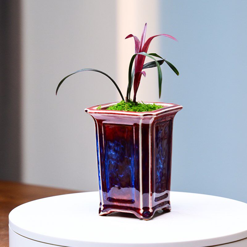 红草红荷建兰钧窑名贵矮种兰花苗陶瓷好养红花小盆栽室内客厅茶几