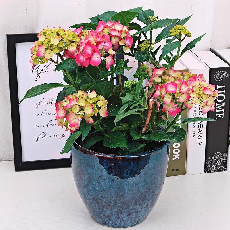 北京绣球花卉蓝色红色室内开花植物盆栽桌面阳台喜光绿植同城送货