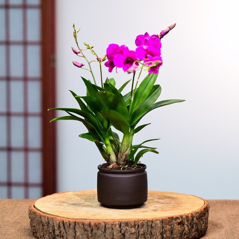 红泼墨石斛带花苞紫砂盆栽四季建兰花卉绿植物兰花苗名贵精品客厅