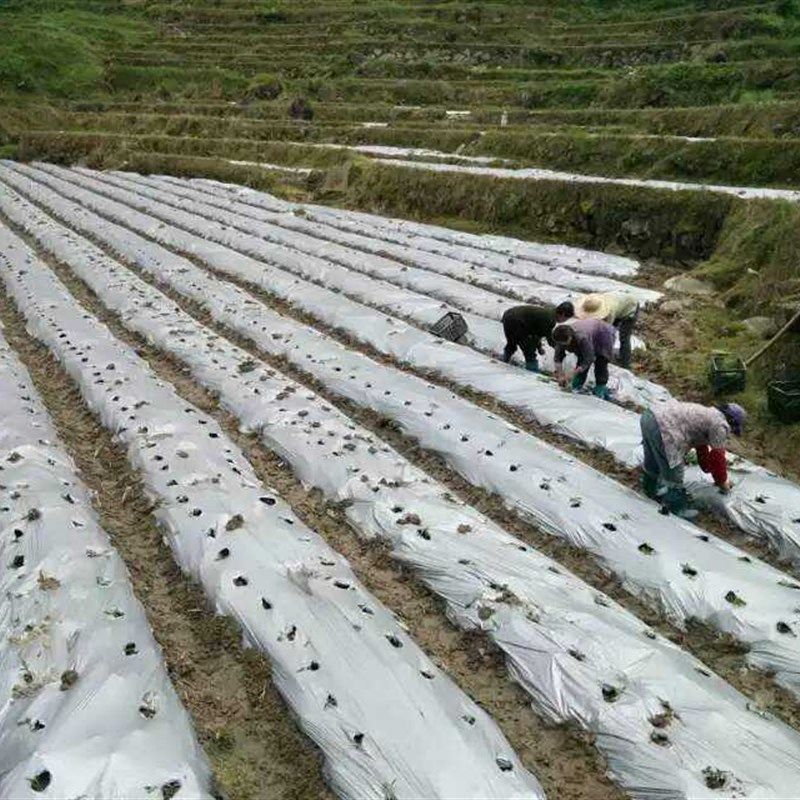 银黑双色地膜除草膜保湿膜反光膜农用薄膜0.8-3米/卷10公斤除草膜