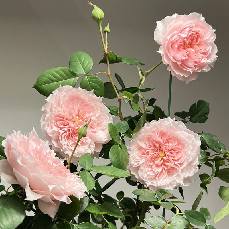 莫妮卡戴维月季花大苗盆栽阳台庭院四季特大花香浓郁抗病性好玫瑰