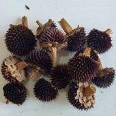 黑心菊干D芯花KWN幼儿园手工制作材装 饰干花圣诞节IY干花料现货