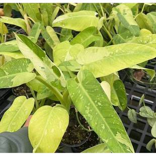 观居叶植花卉家120布诺物红蔓绿绒植物盆栽120布网诺