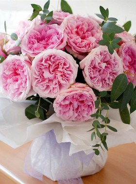 绿园美植   婚礼盒 灌木月季浅粉抗病勤花耐开直立庭院阳台盆栽