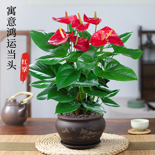 红掌花盆栽客带花花卉植物办公室内花鸿运当头白掌一帆风顺小绿植